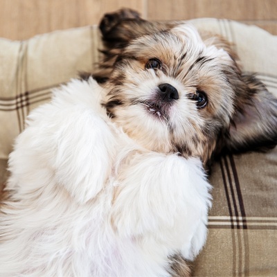 a Shih Tzu lying on a blanket, on his back