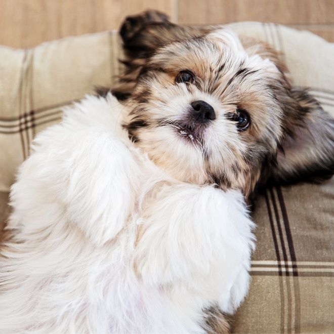 a Shih Tzu lying on a blanket, on his back