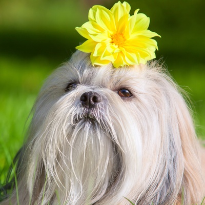 a Shih Tzu with a yellow flower on its head