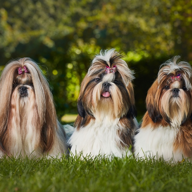 three Shih Tzu sitting side by side on the grass each with a duvet on their head