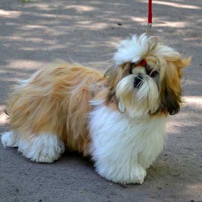 a Shih Tzu on a leash