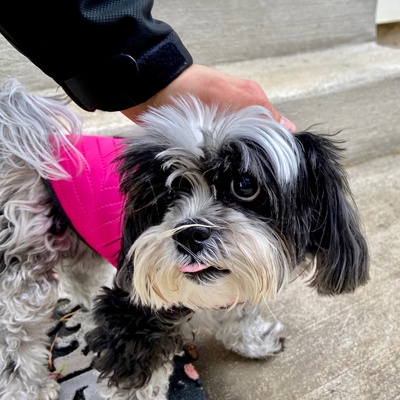 a Shih Tzu having his head stroked by a human