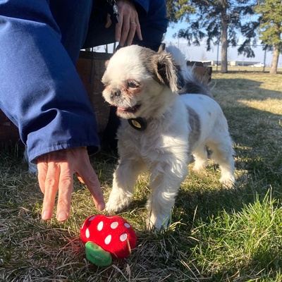 a young Shih Tzu playing with a ball, with a human on the grass