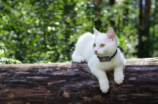 Weenect Cats: El collar-teléfono GPS para gatos