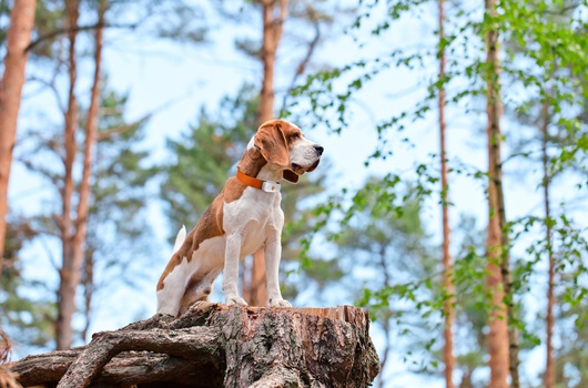 Weenect GPS tracker hond