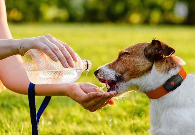 Bengal cat wearing a GPS tracker