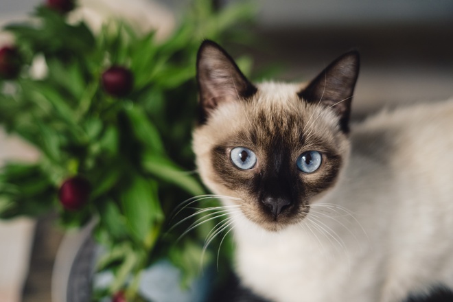 10 most common cat breeds in the world in 2022