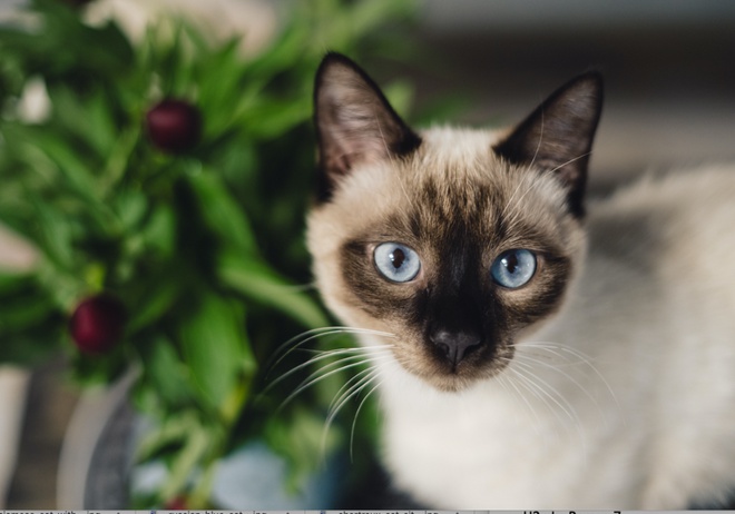 Un Siamois aux yeux bleus