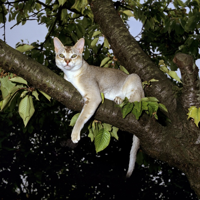 a singapura perched in a tree