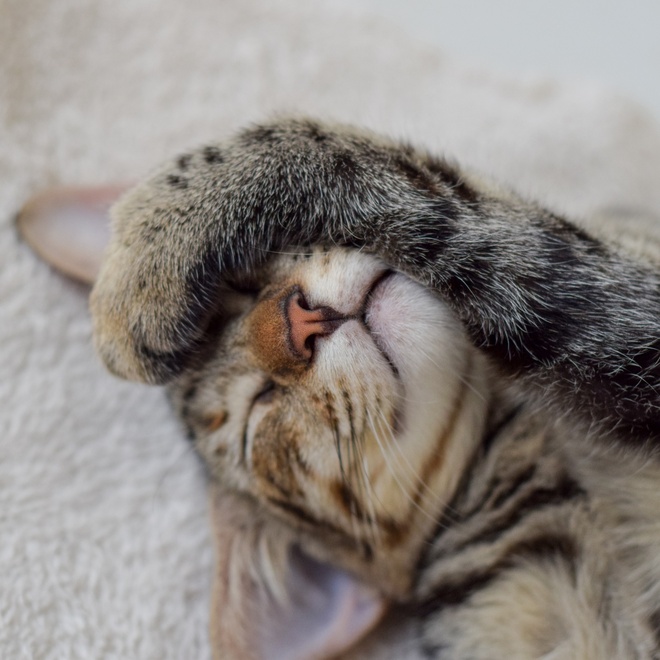 a singapura lying on its back with its paw in front of its eyes