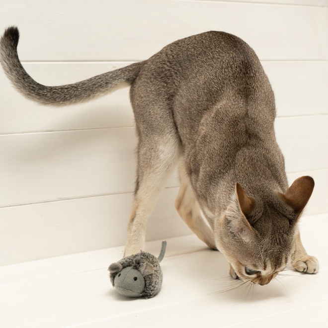 a singapura playing with a fake mouse