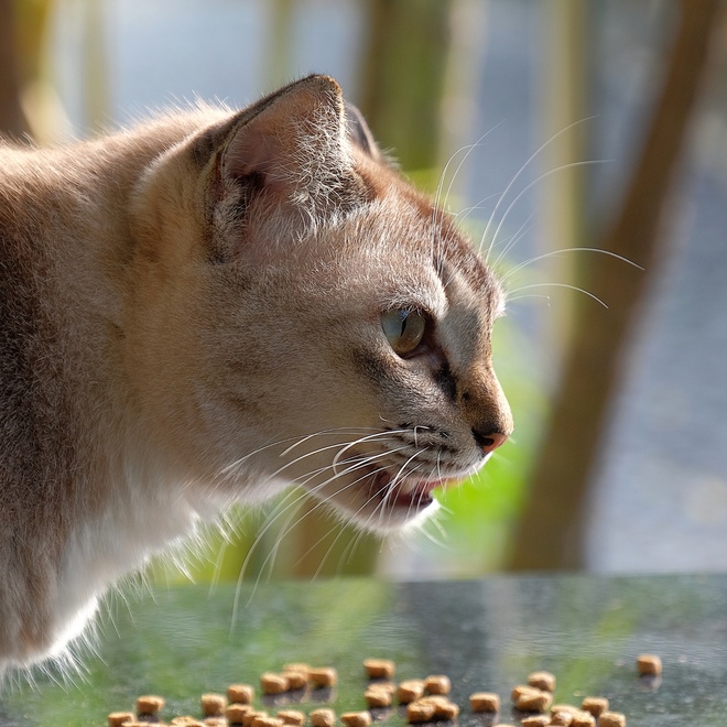 a singapura in front of some kibbles