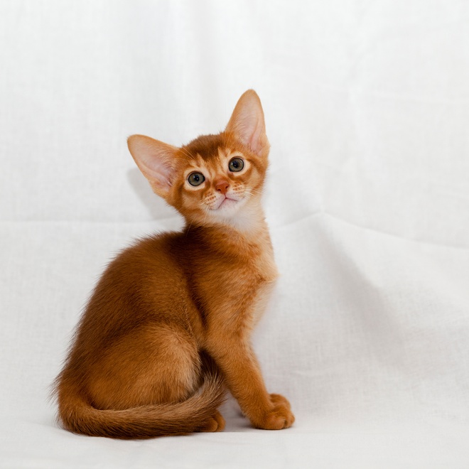 A singapura sitting on a white sheet