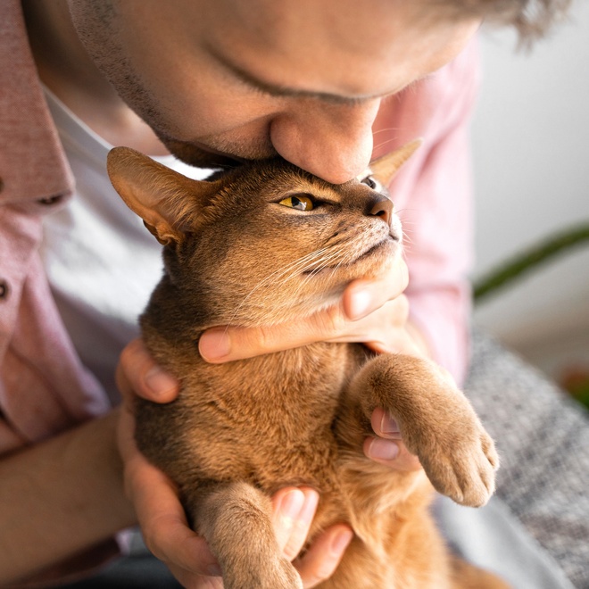 A Singapura being kissed by its master