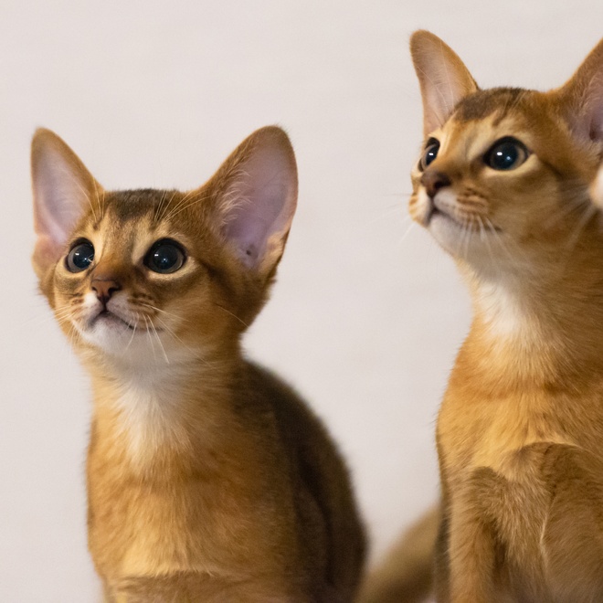 Two Singapura kittens