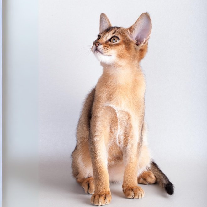 a singapura sitting on a white background