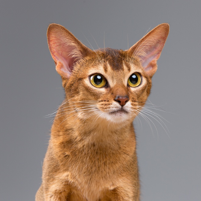A portrait of a Singapura