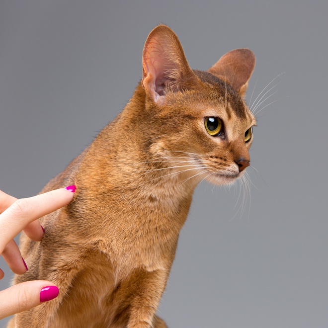 A singapura being stroked by its mistress
