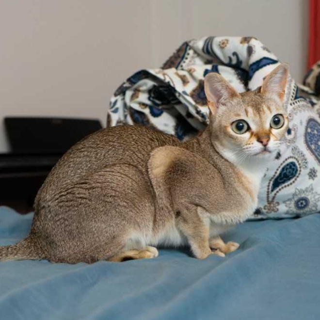A Singapura lying on a blue-sheeted bed