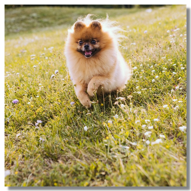 A small dog