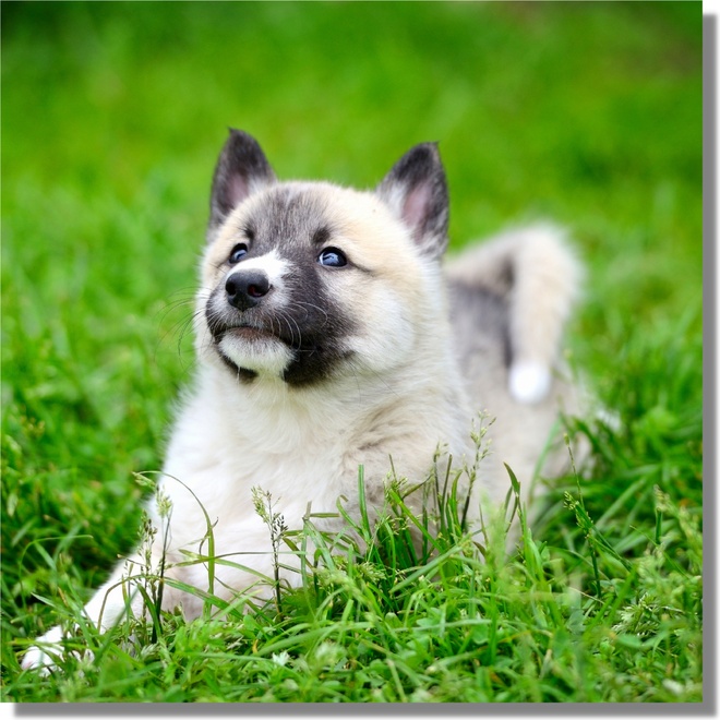 A small dog laying down