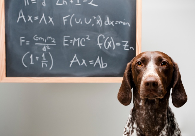 What is the most intelligent dog breed? What is the smartest dog