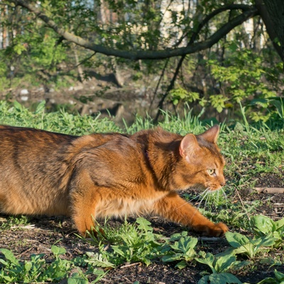 Eine Somali Katze erkundet einen Garten