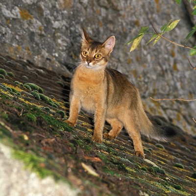 Eine Somali Katze, die auf einem Dach liegt
