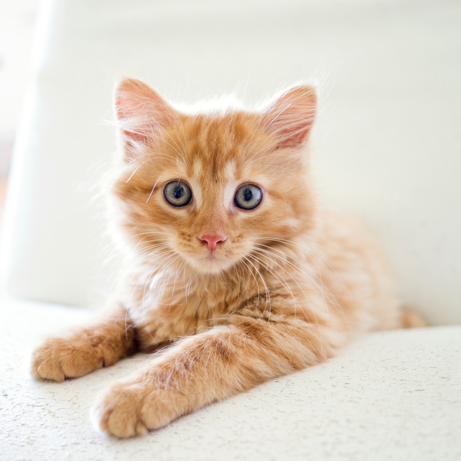 a somali kitten looking in front of him