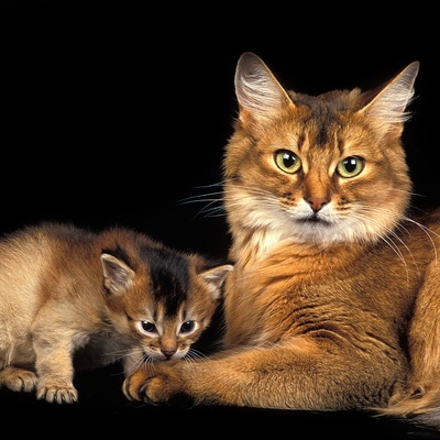 Eine Somali Katze in der Nähe ihres Kätzchens
