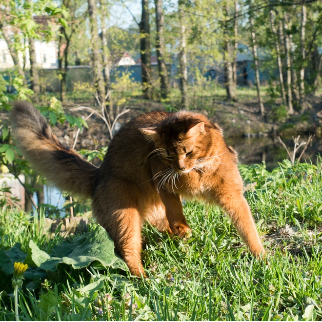a somali cat walking in some garden