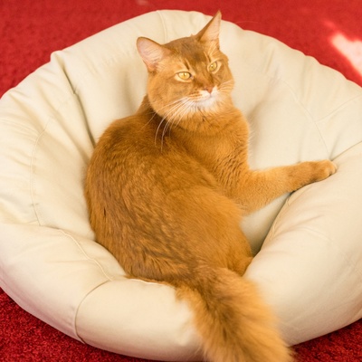 Eine Somali Katze auf einem großen Kissen