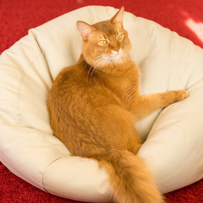 a somali cat on his pillow