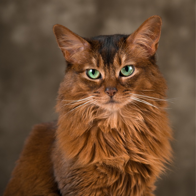 a portrait of a beautiful somali cat