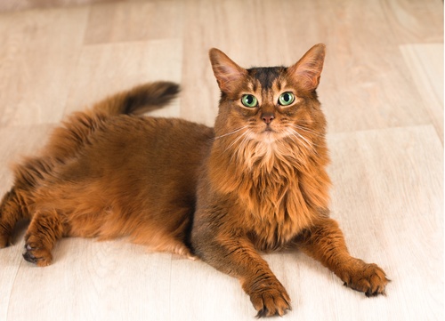 a somali cat lying down on the floor