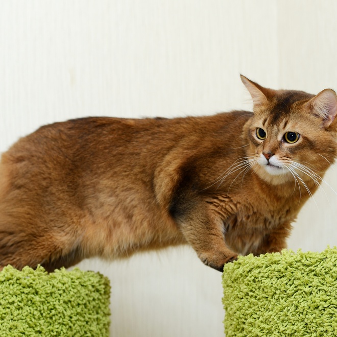 a somali cat walking from a shelf to another