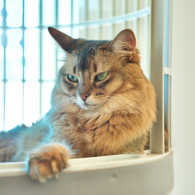 Eine Somali Katze, die in einem Käfig sitzt