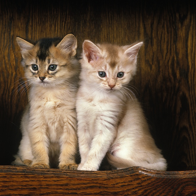 two somali kitties side by side