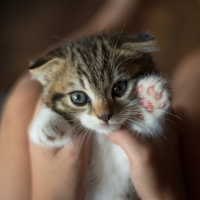 Eine kleine Somali Katze in den Händen einer Person