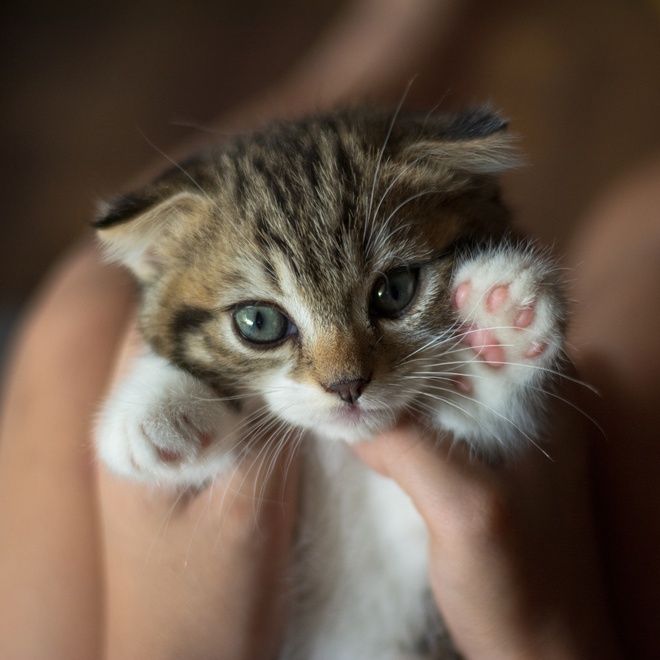 a somali kitty in the hands of his owner