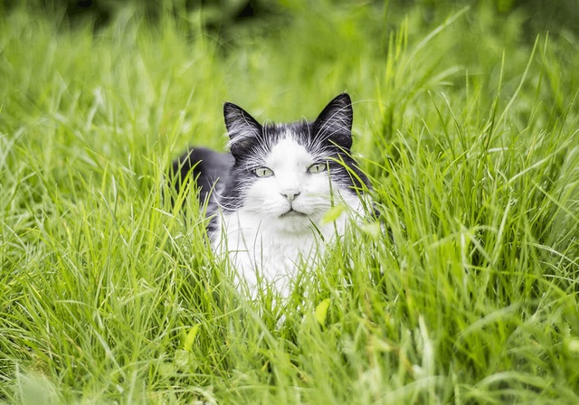 Un chat couché dans les herbes hautes