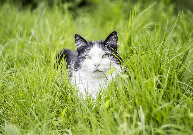 Un chat couché dans les herbes hautes