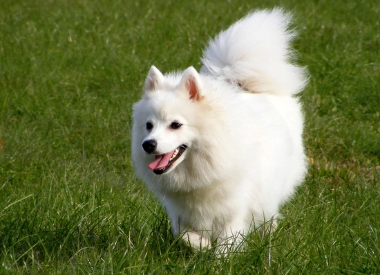 The Japanese Spitz: character, education and cost