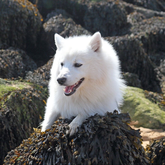 a Japanese Spitz on some near the sea