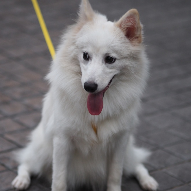 a Japanese Spitz on a leash sitting quietly on the ground