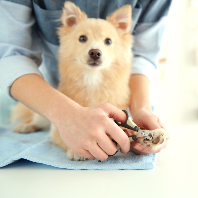 a Japanese Spitz having its claws cut