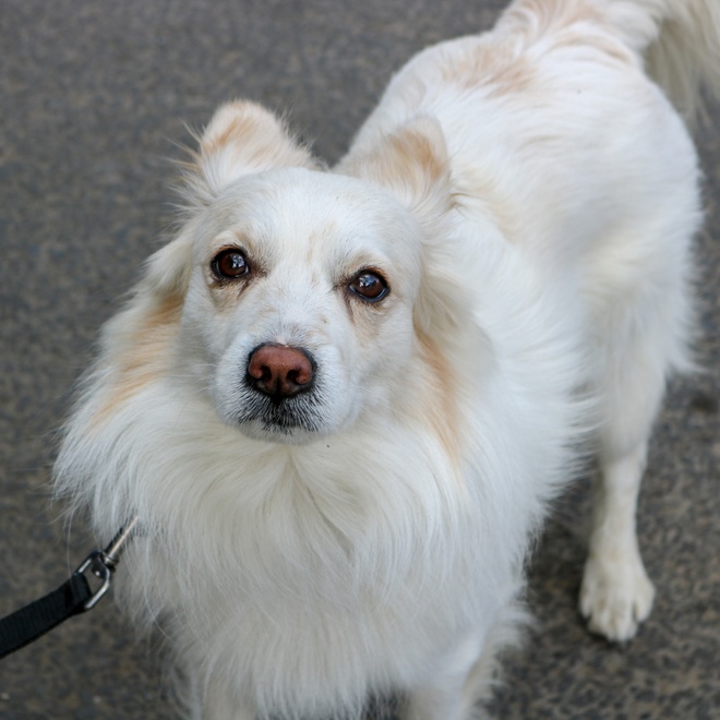 a Japanese Spitz who raises his head, with a sad look