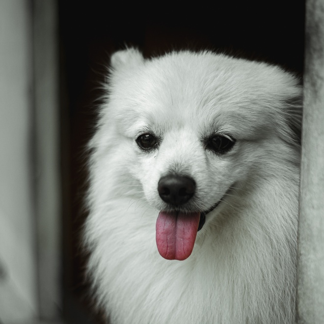 a portrait of a Japanese Spitz