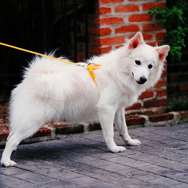 a Japanese Spitz having a walk with its owner