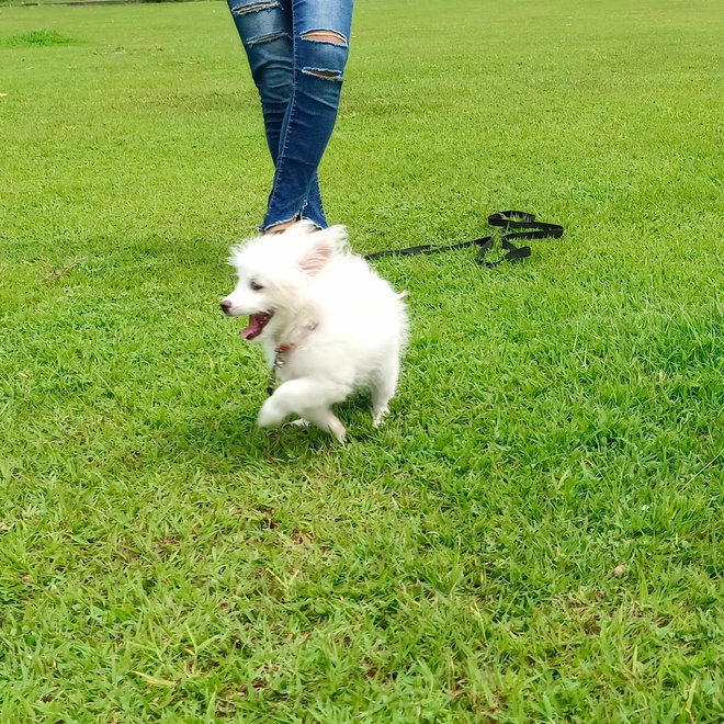 a Japanese Spitz playing with a person